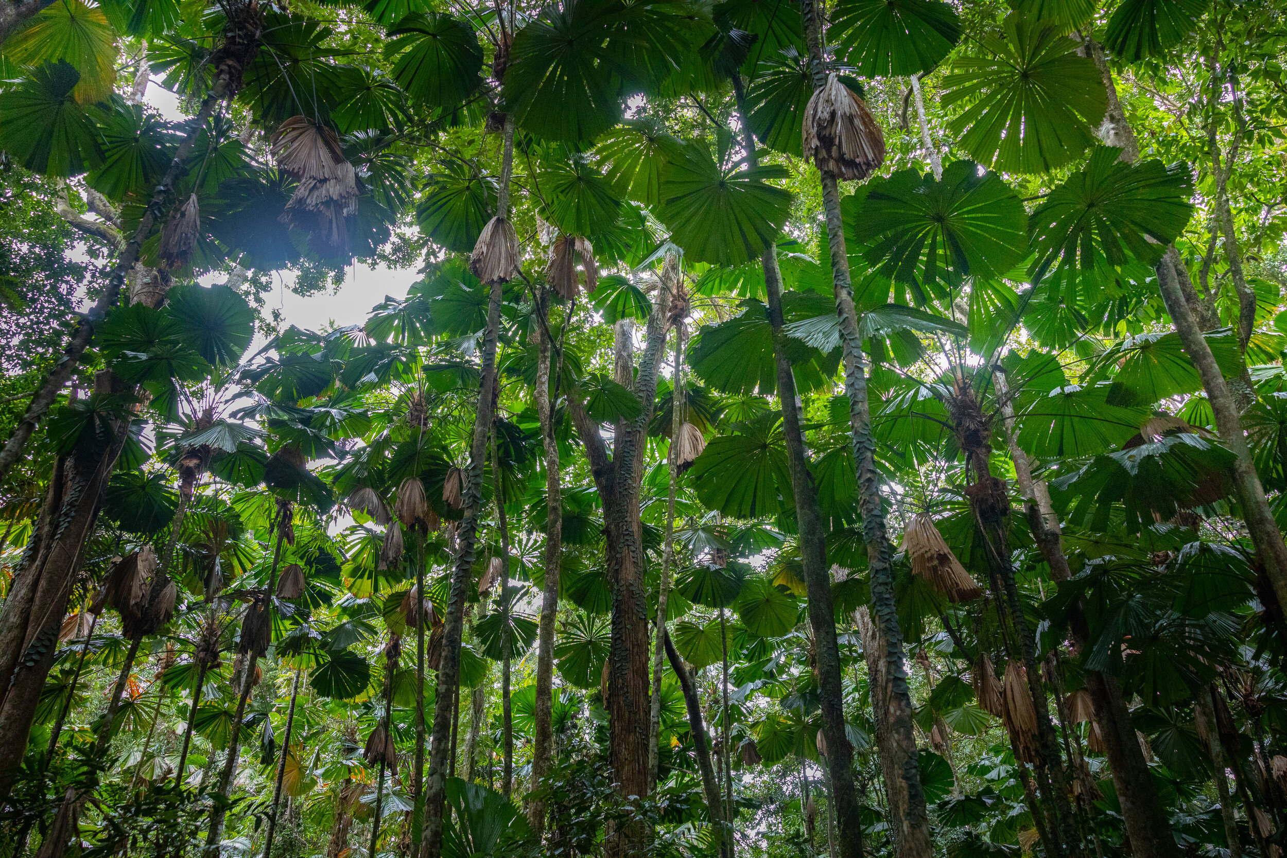 Daintree_202034.jpg