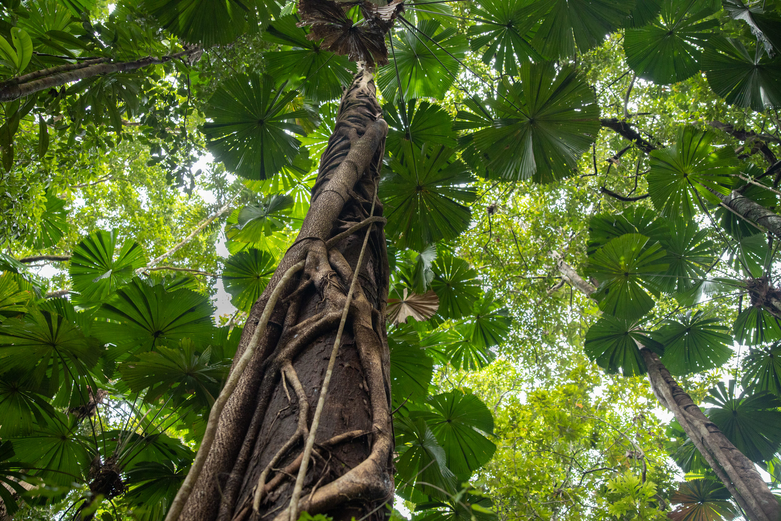 Daintree_202080.jpg