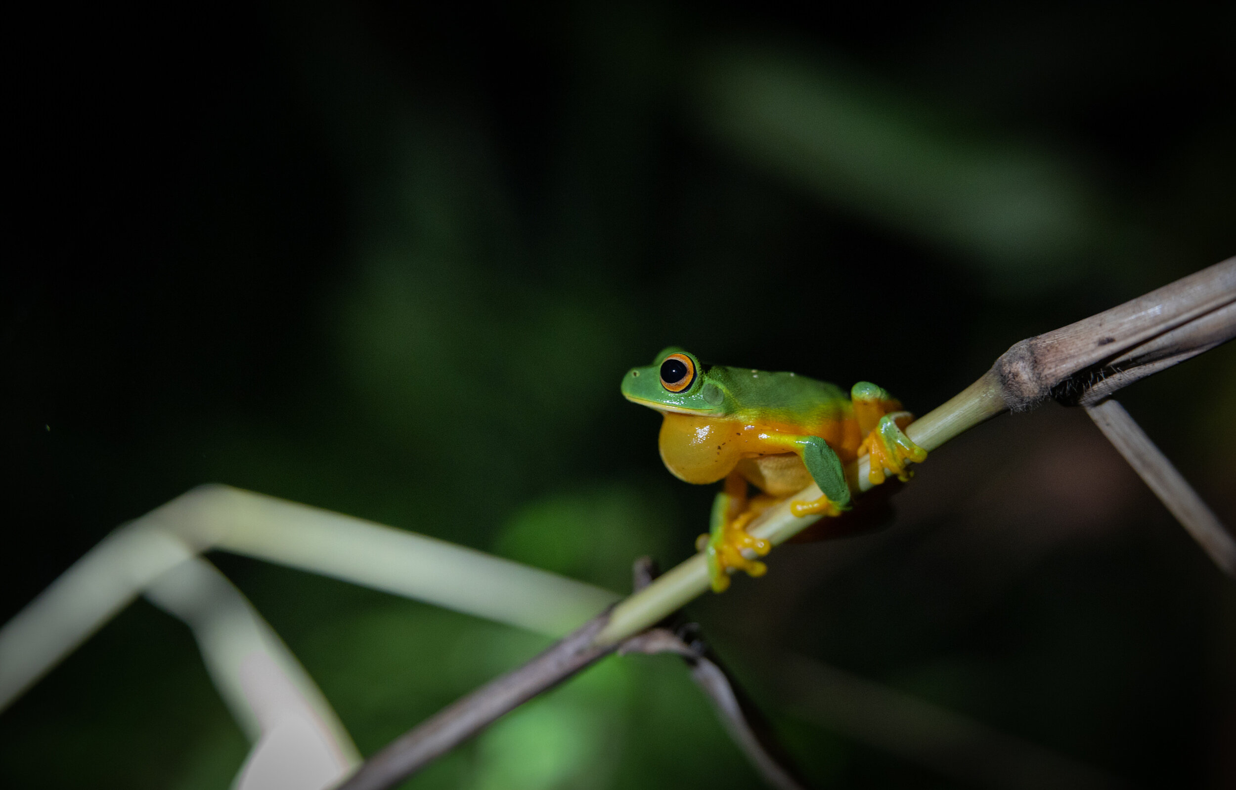 Daintree_202095.jpg