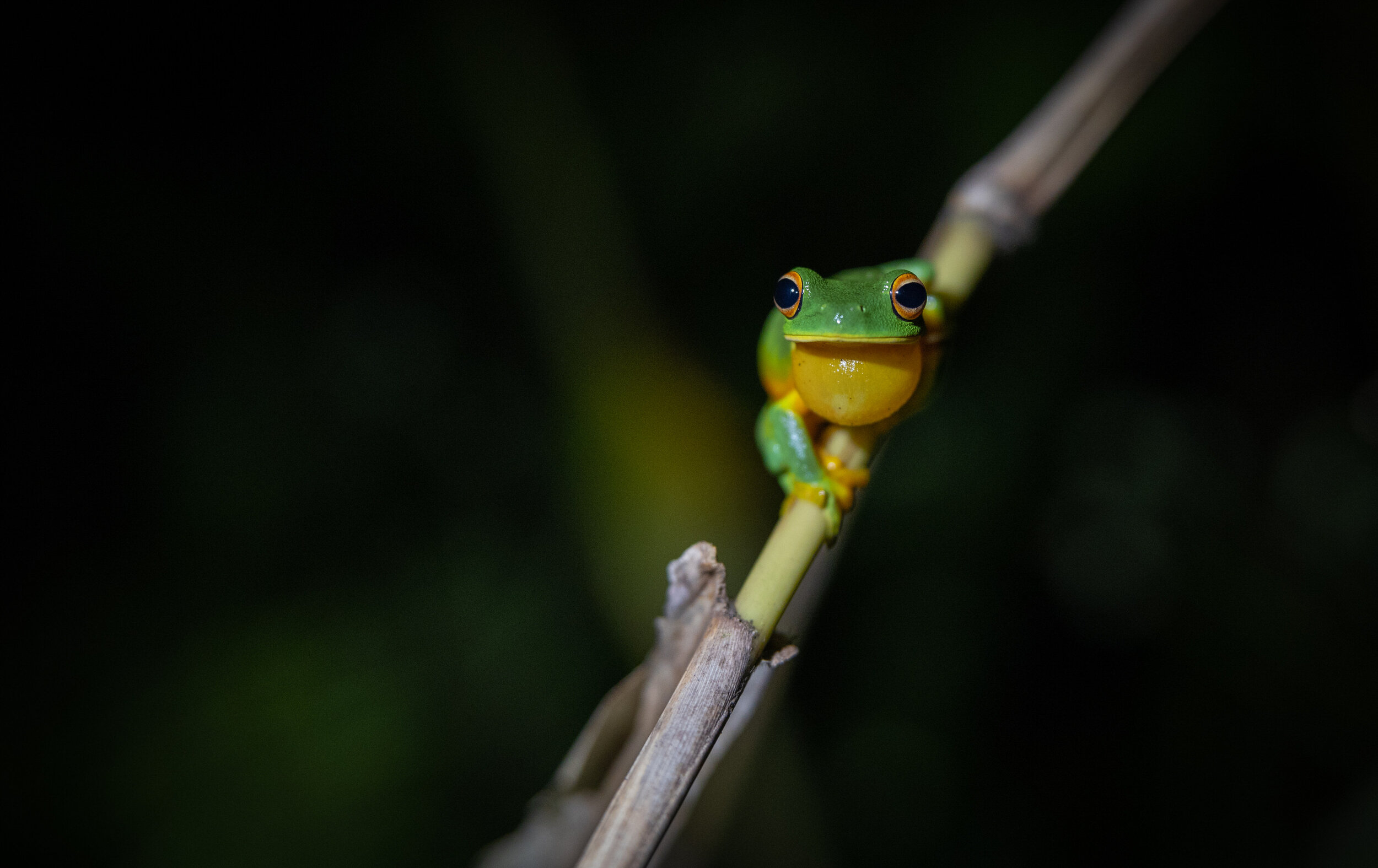 Daintree_202096.jpg