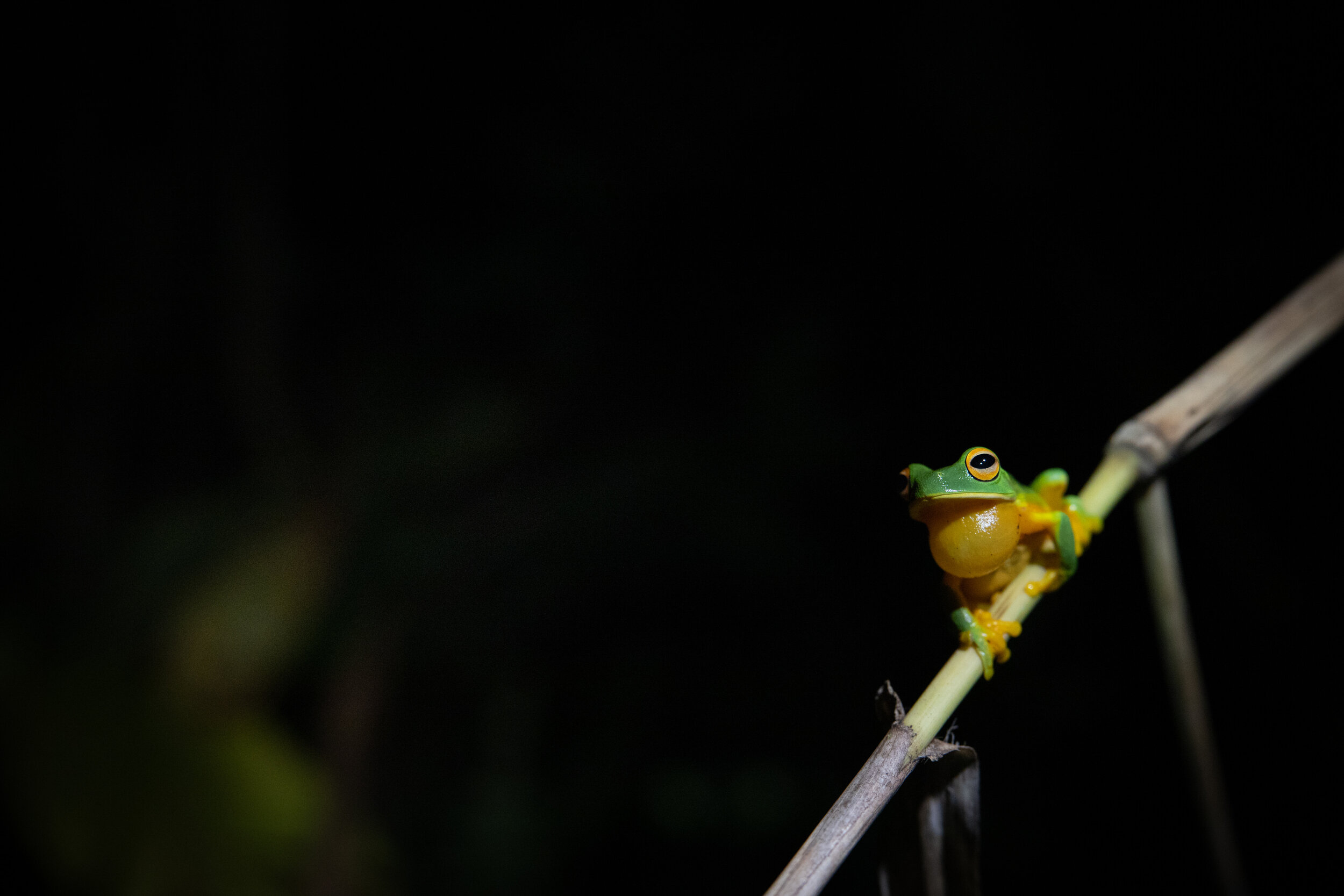 Daintree_202099.jpg