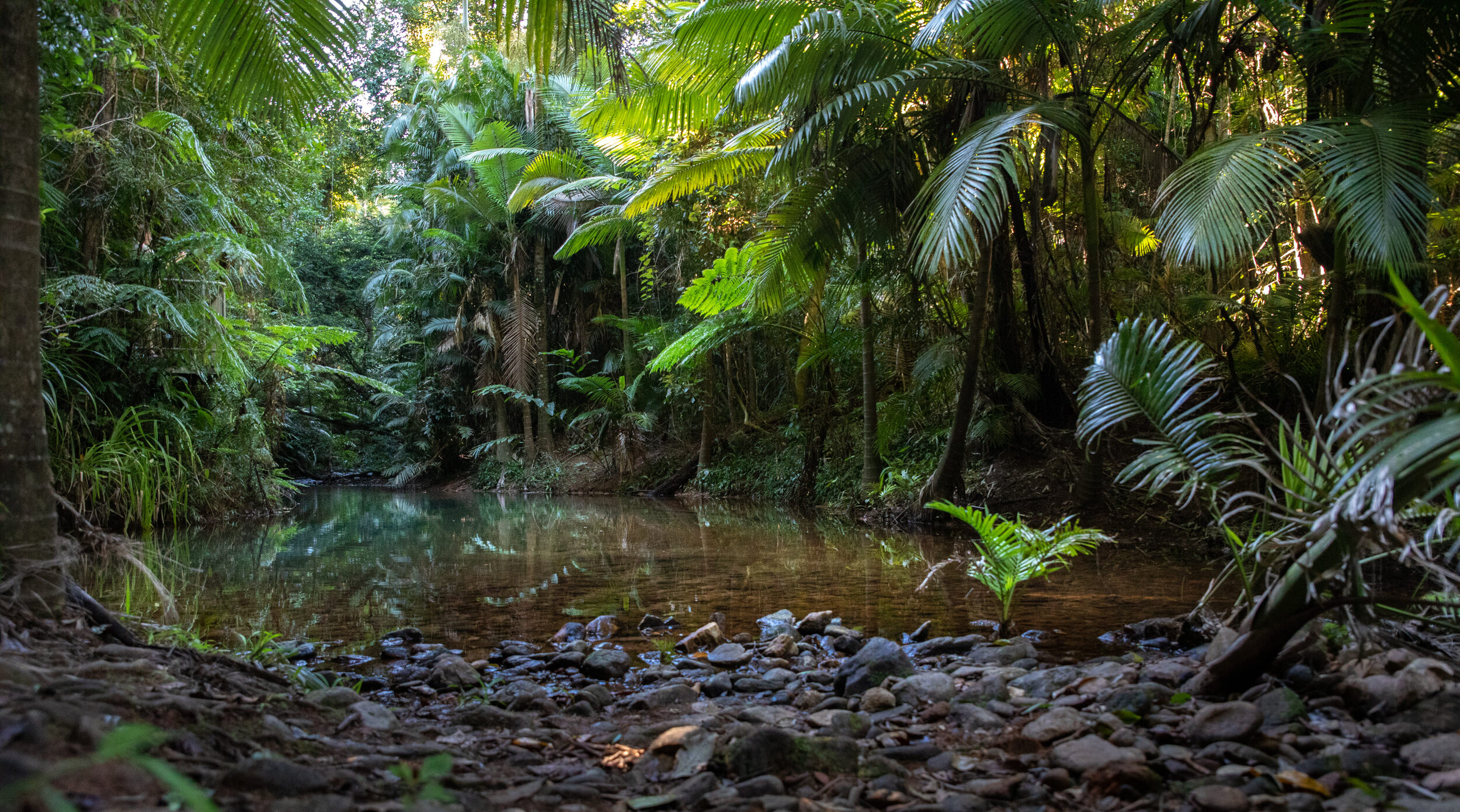 Daintree_2020188.jpg