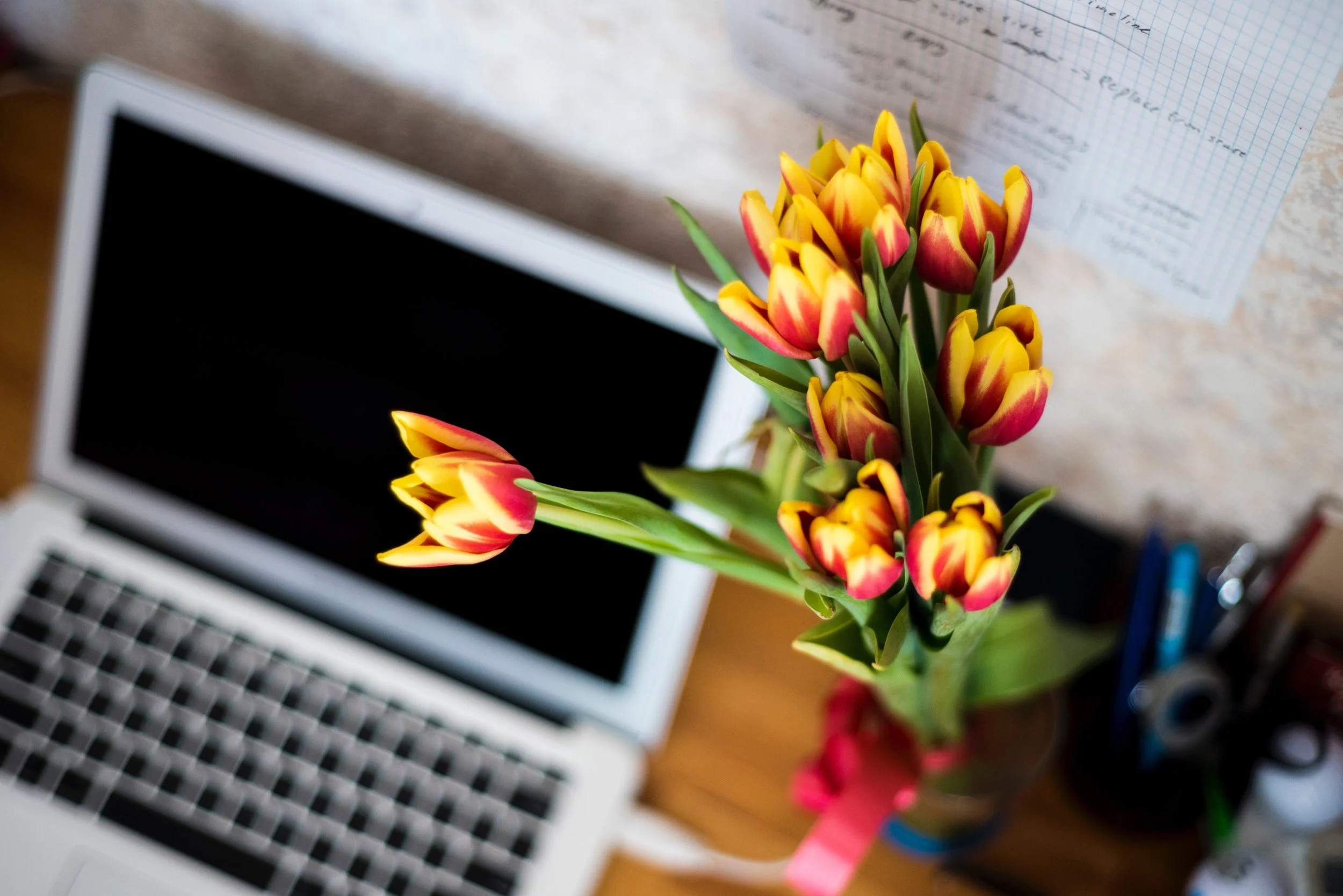 mac and tulips.jpg