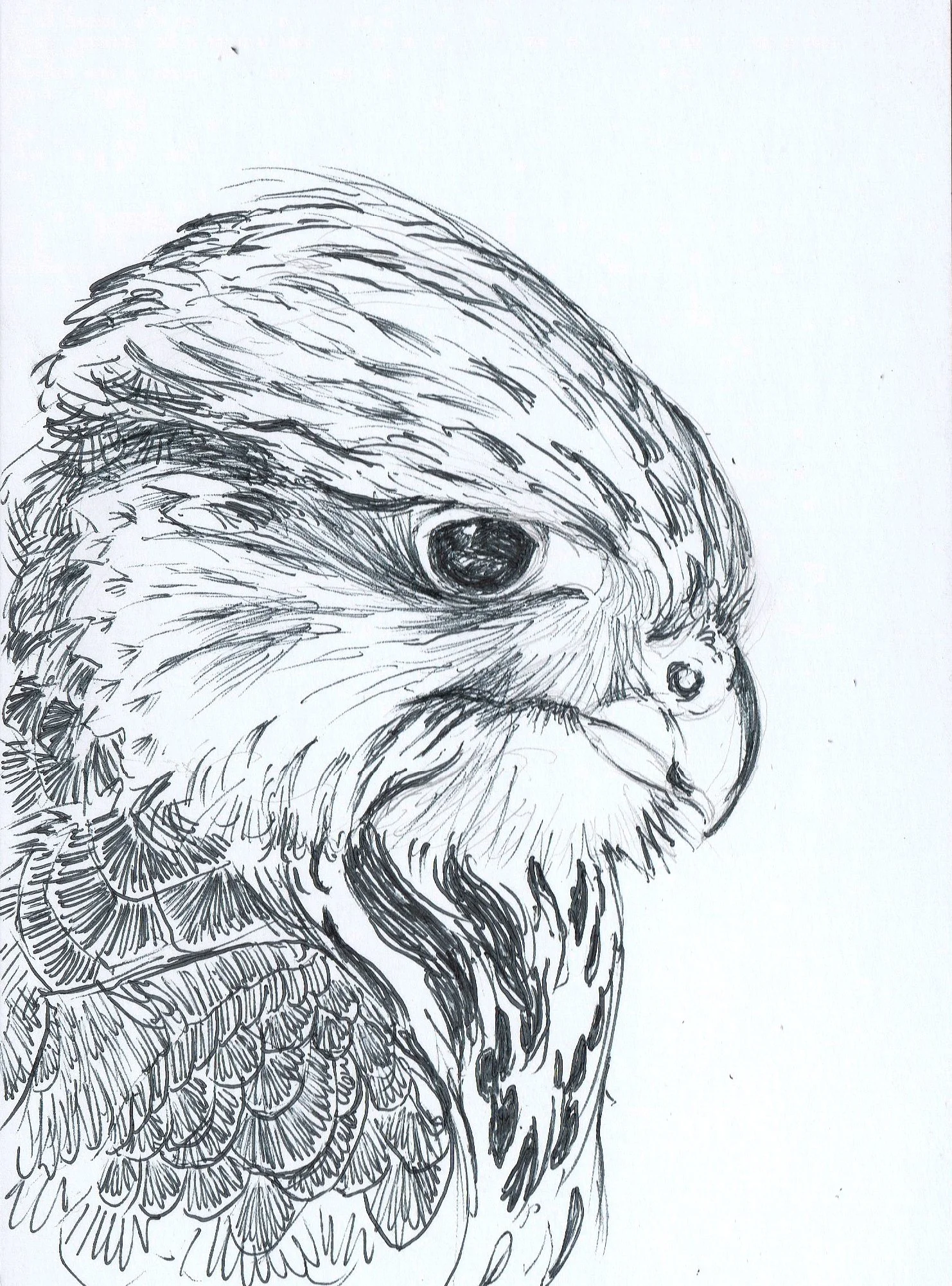 2025-06-17 Falcon.jpg