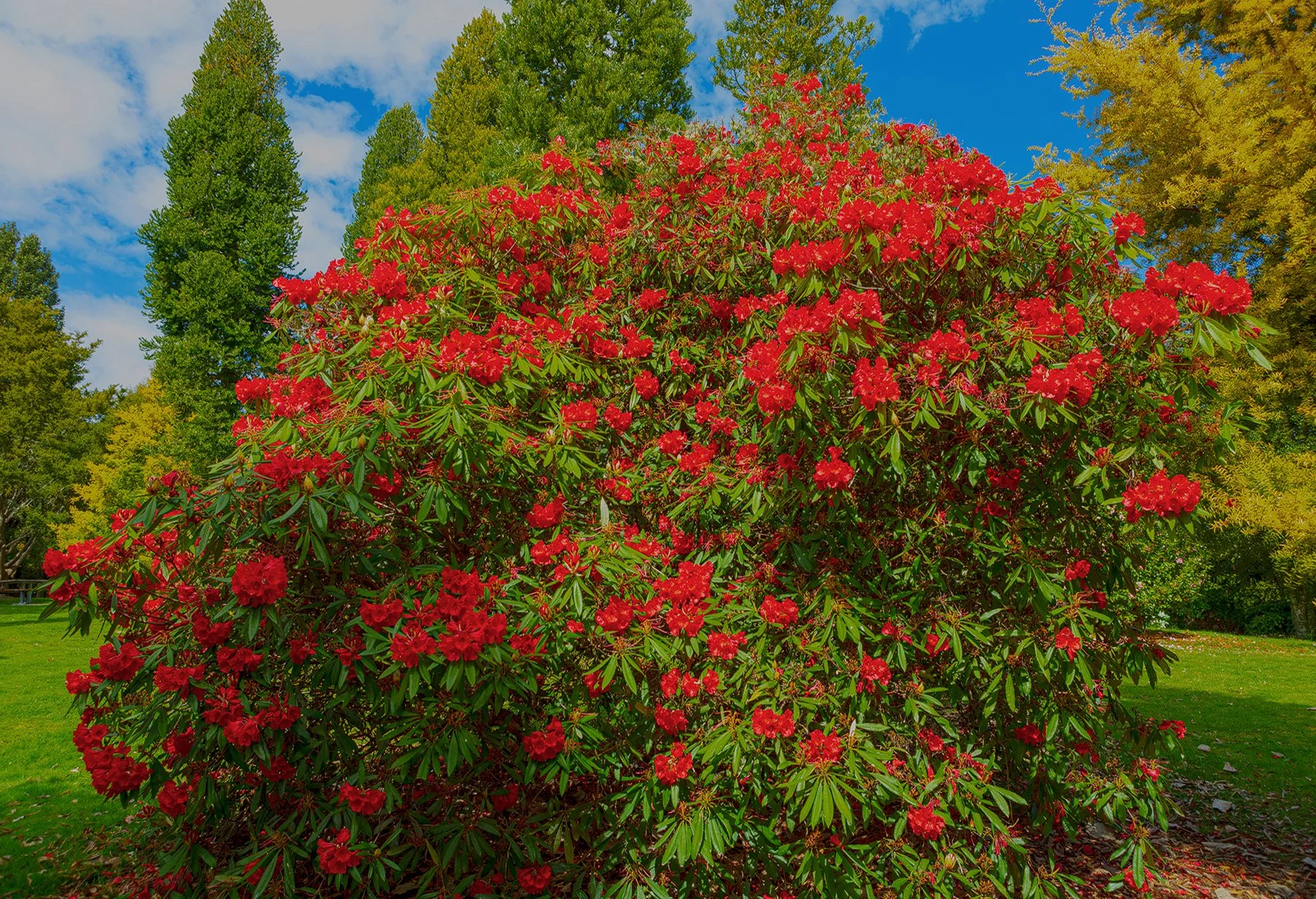 Rhododendron -3564.jpg