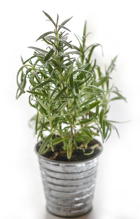 rosemary.jpeg