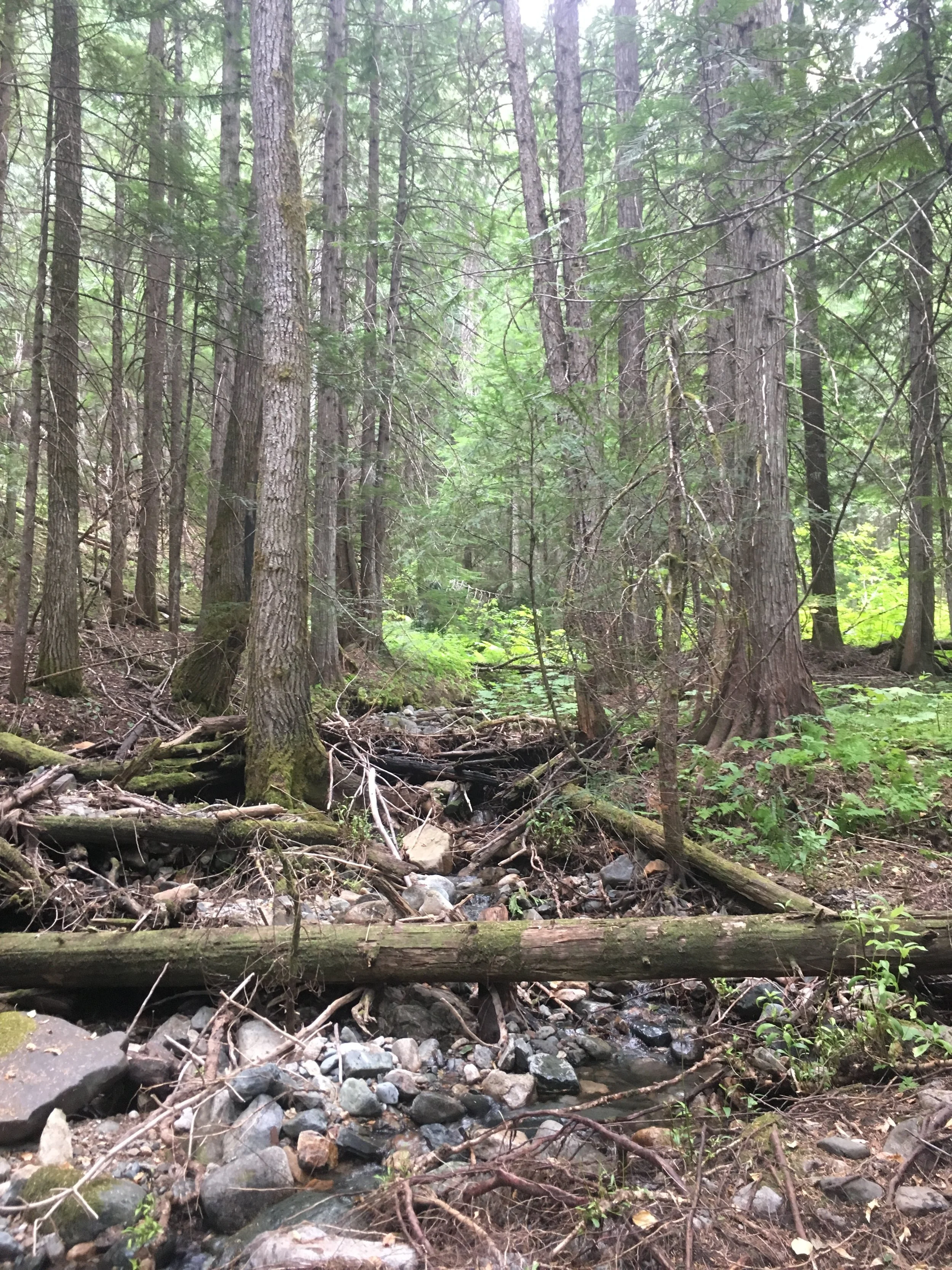 Have Your Say In BC Forestry!