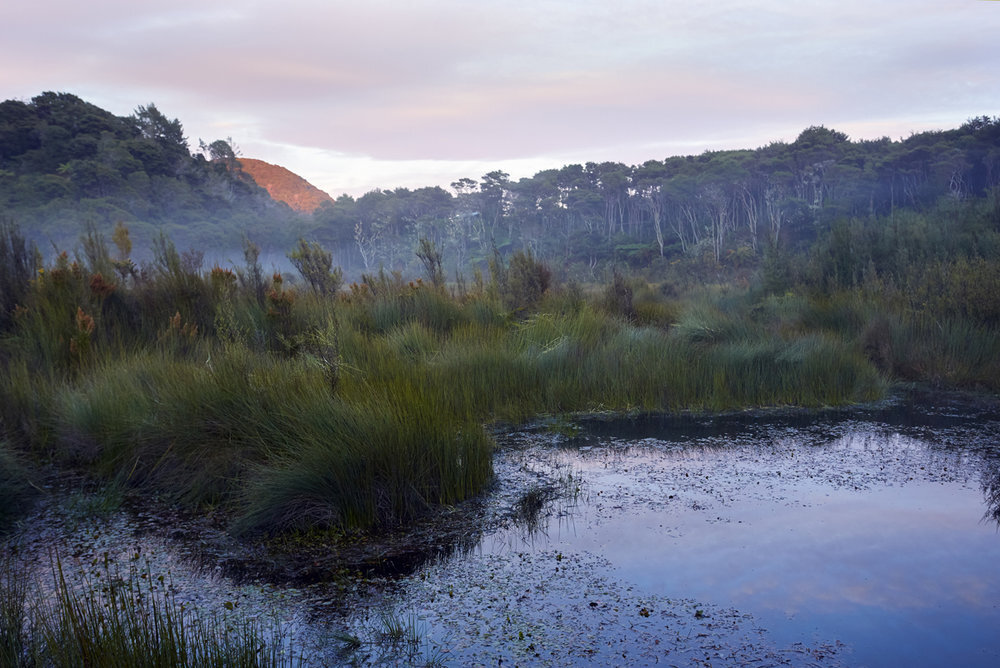 Awaroa+Wetlands+at+dawn.jpg