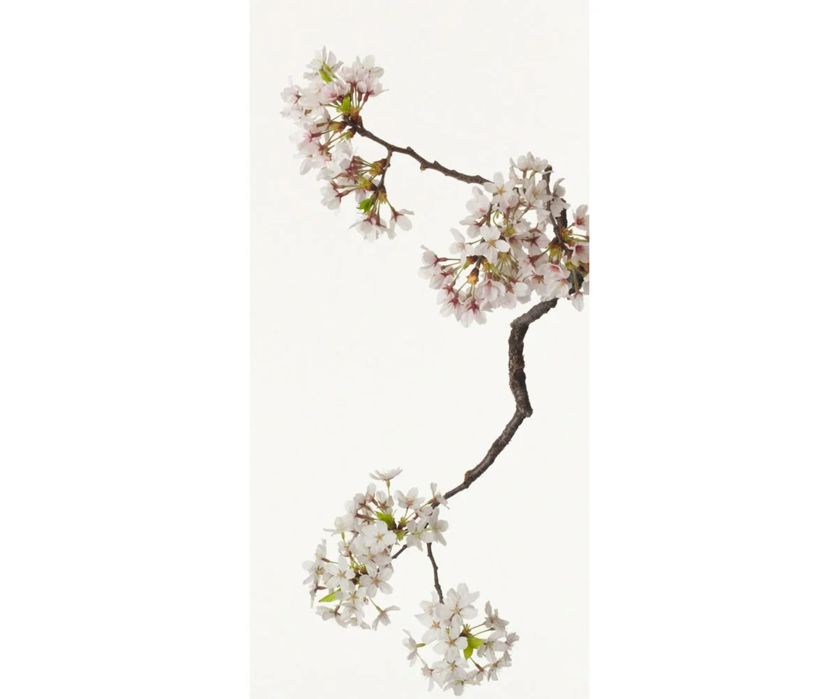© Ippodo Gallery , Cherry Blossom, Photography by Takashi Tomo-oka