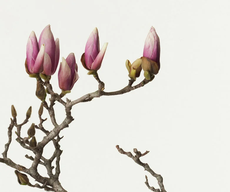 © Ippodo Gallery , Magnolia, Photography by Takashi Tomo-oka