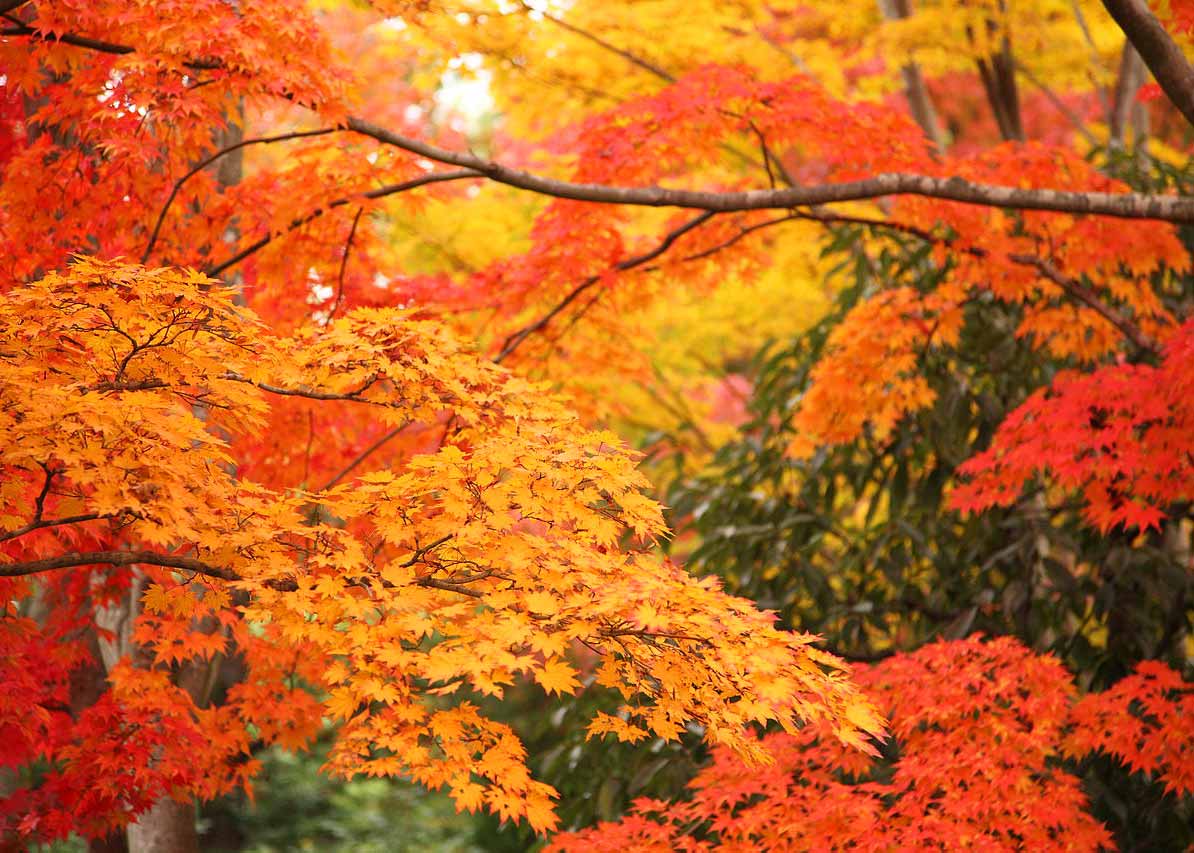 Autumn in Tokyo: 10 Best Japanese Gardens to Catch the Fall Leaves