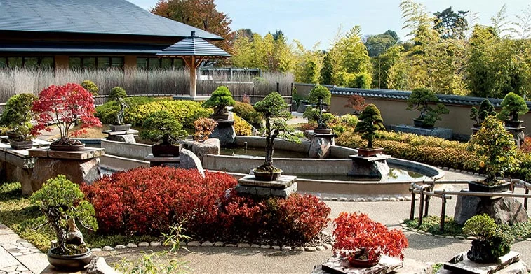 © Omiya Bonsai Museum