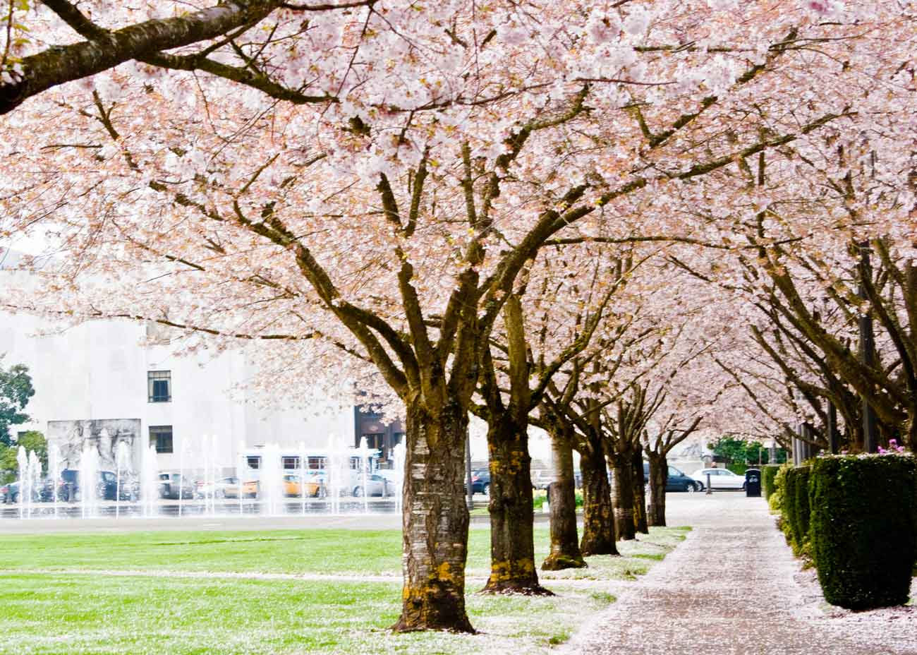 Visiting Park With the Most Cherry Blossoms, Worth It + Photos