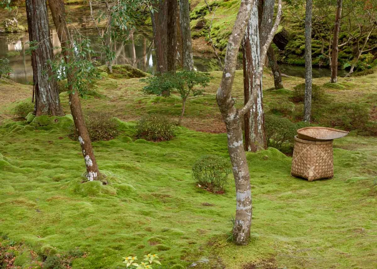 © Anika Ogusu, Real Japanese Gardens, Moss