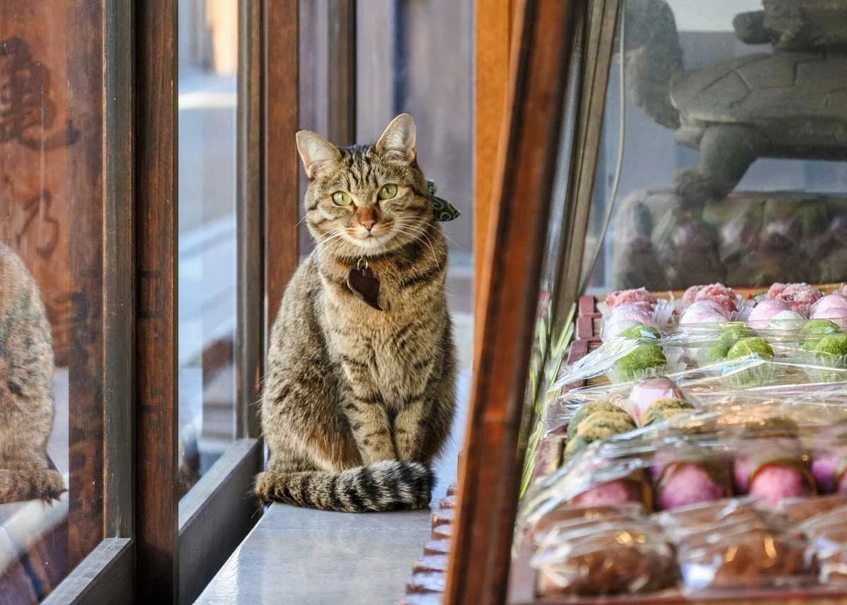 © M-Louis / Creative Commons , Cat Museum, Shizuoka