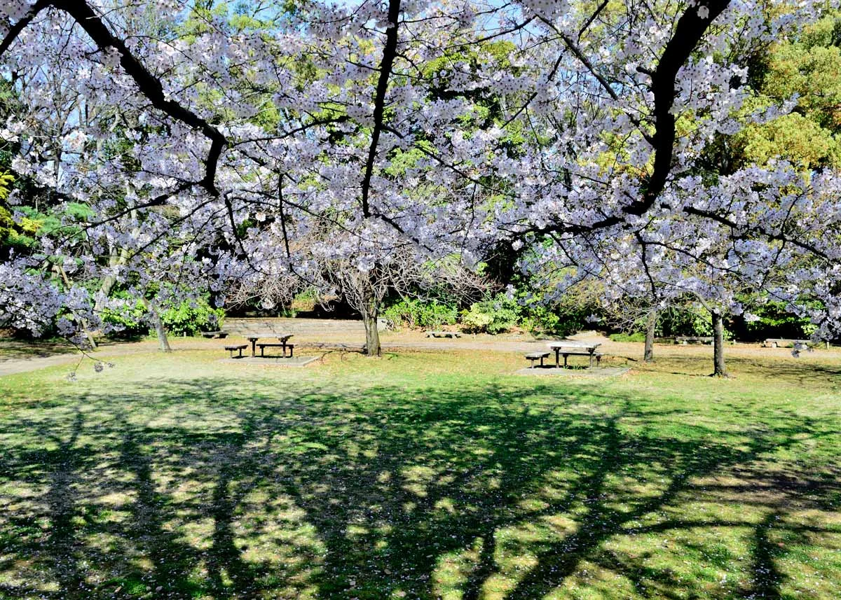 © Kiyosumi Garden, Cherry Blossom in Kiyosumi Garden