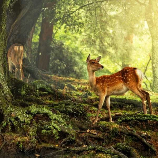 20 Best Things to Do in Nara for Every Season