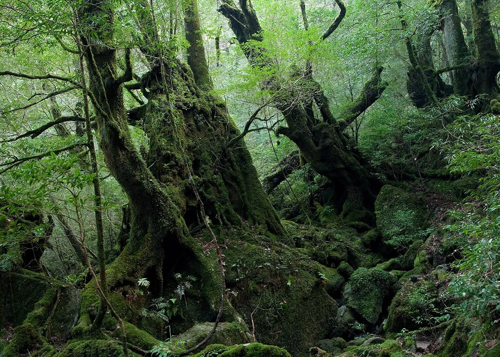 12 Best Things to Do on Yakushima Island