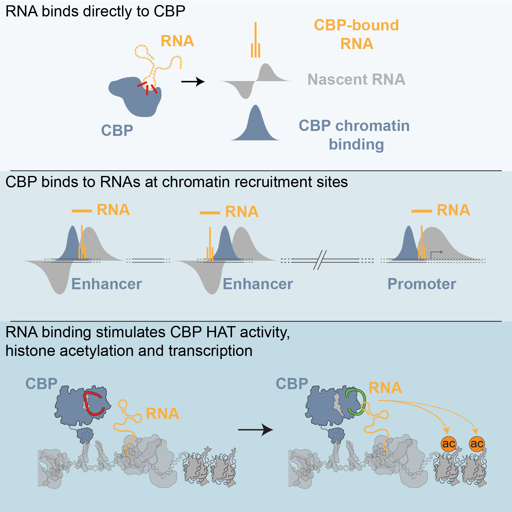 Graphical Abstract-02.png