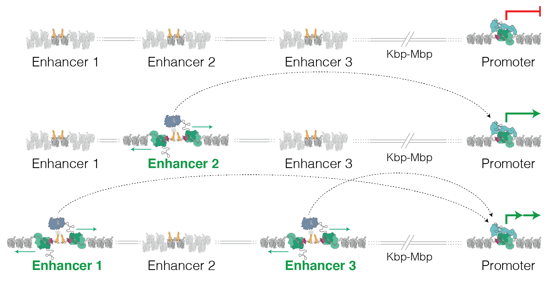 Enhancer dependent gene regulation Enhancers are fundamental regulators of gene expression that operate far away from gene promoters, looping to contact their target genes. Different patterns of enhancer usage allow fine control of tissue and stimulus-specific gene expression patterns.