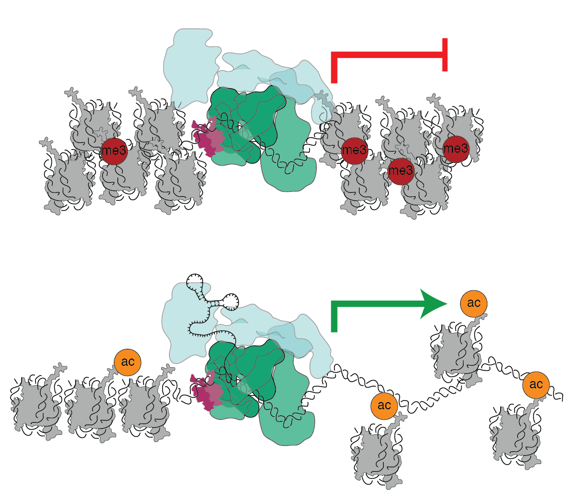 Enhancers-chromatin-06.png