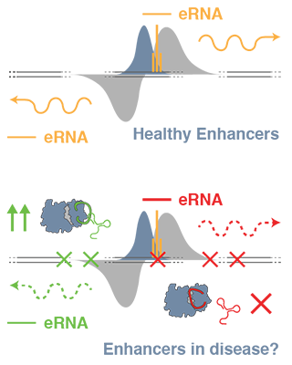 How do disease-related mutations at enhancers cause disease? One possibility is that they de-regulate the activity of epigenetic enzymes.
