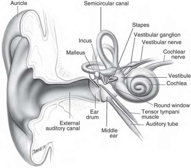 The Vestibulocochlear aparatus