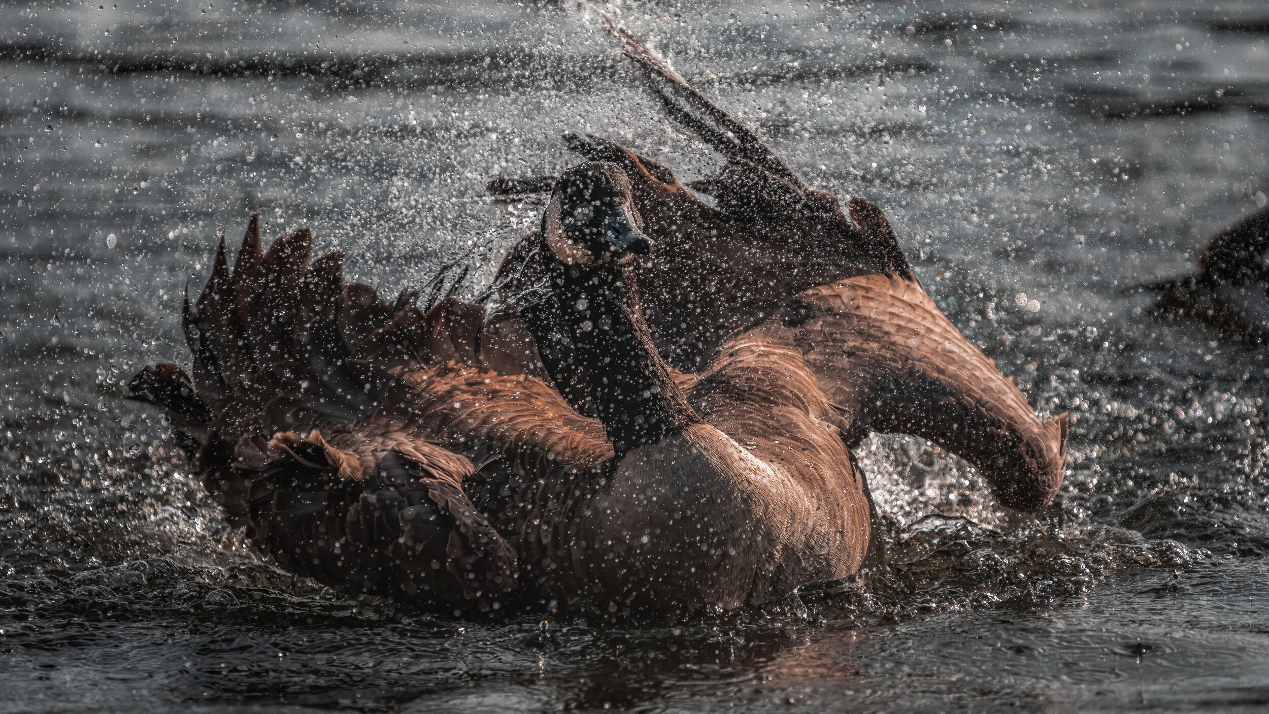 MekunaPhotography8MP (47 of 61).jpg