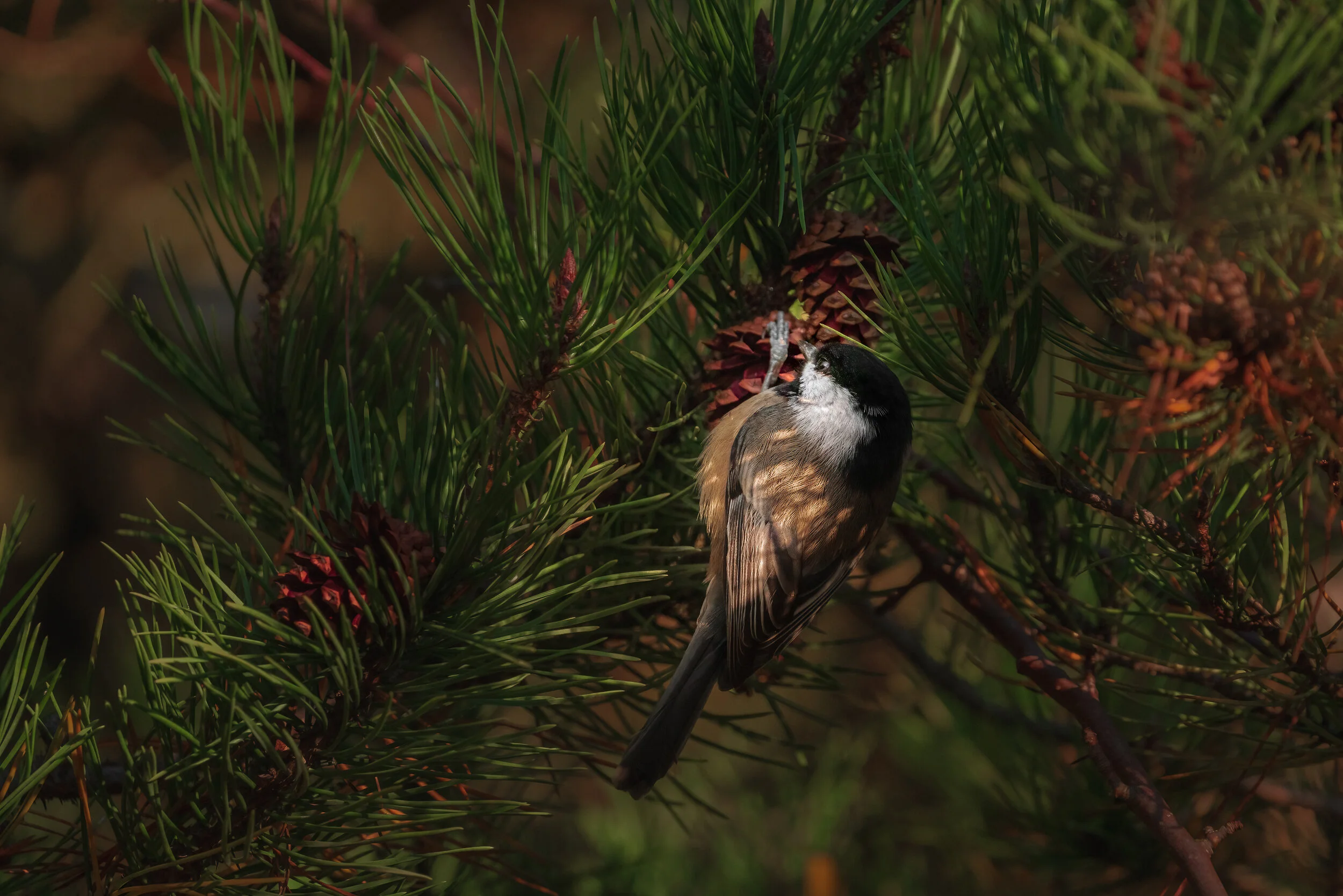 MekunaPhotography8MP (38 of 61).jpg