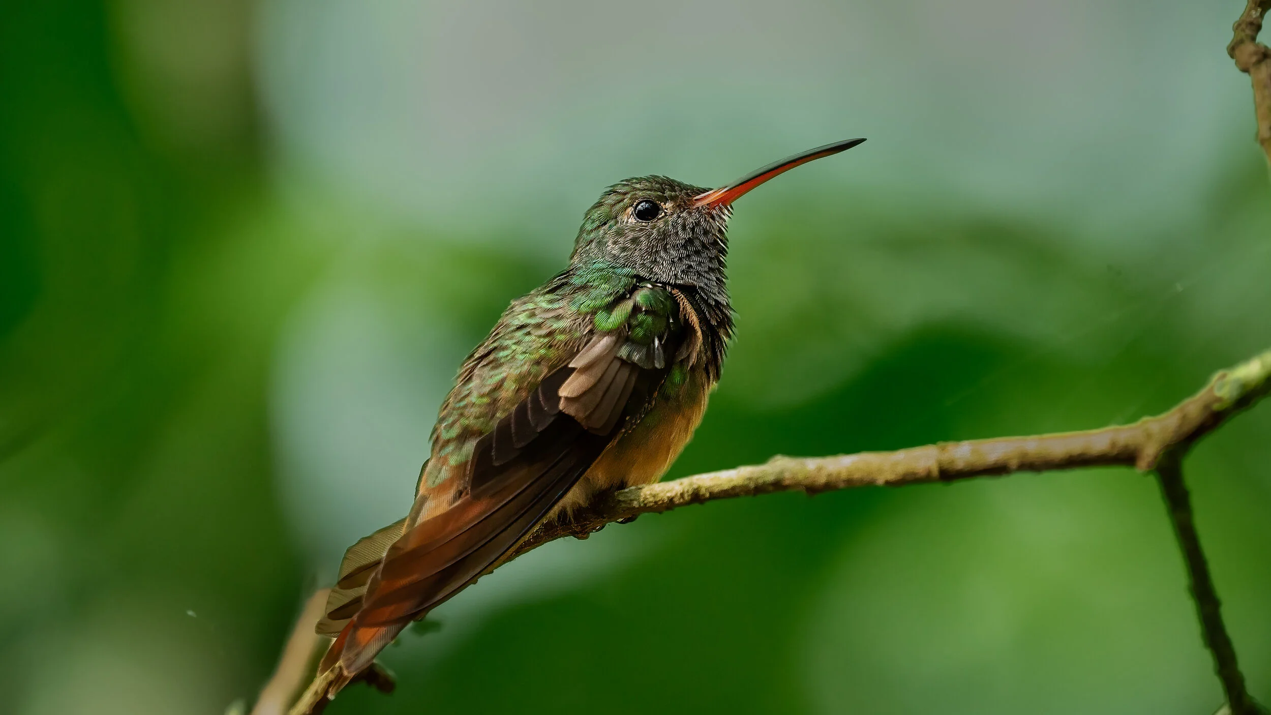 Hummingbird (1 of 1).jpg