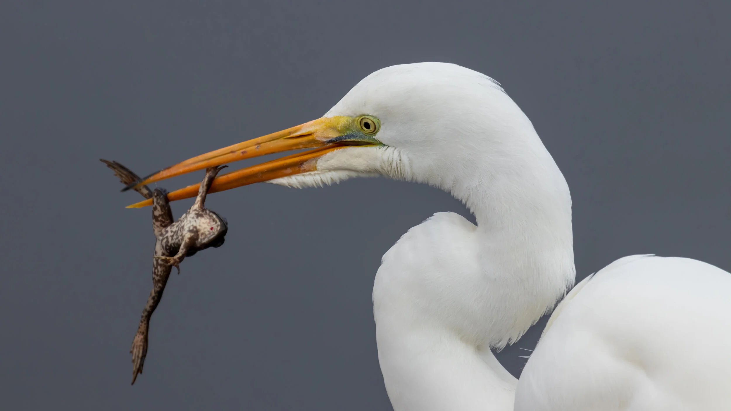 MekunaPhotography8MP (8 of 32).jpg