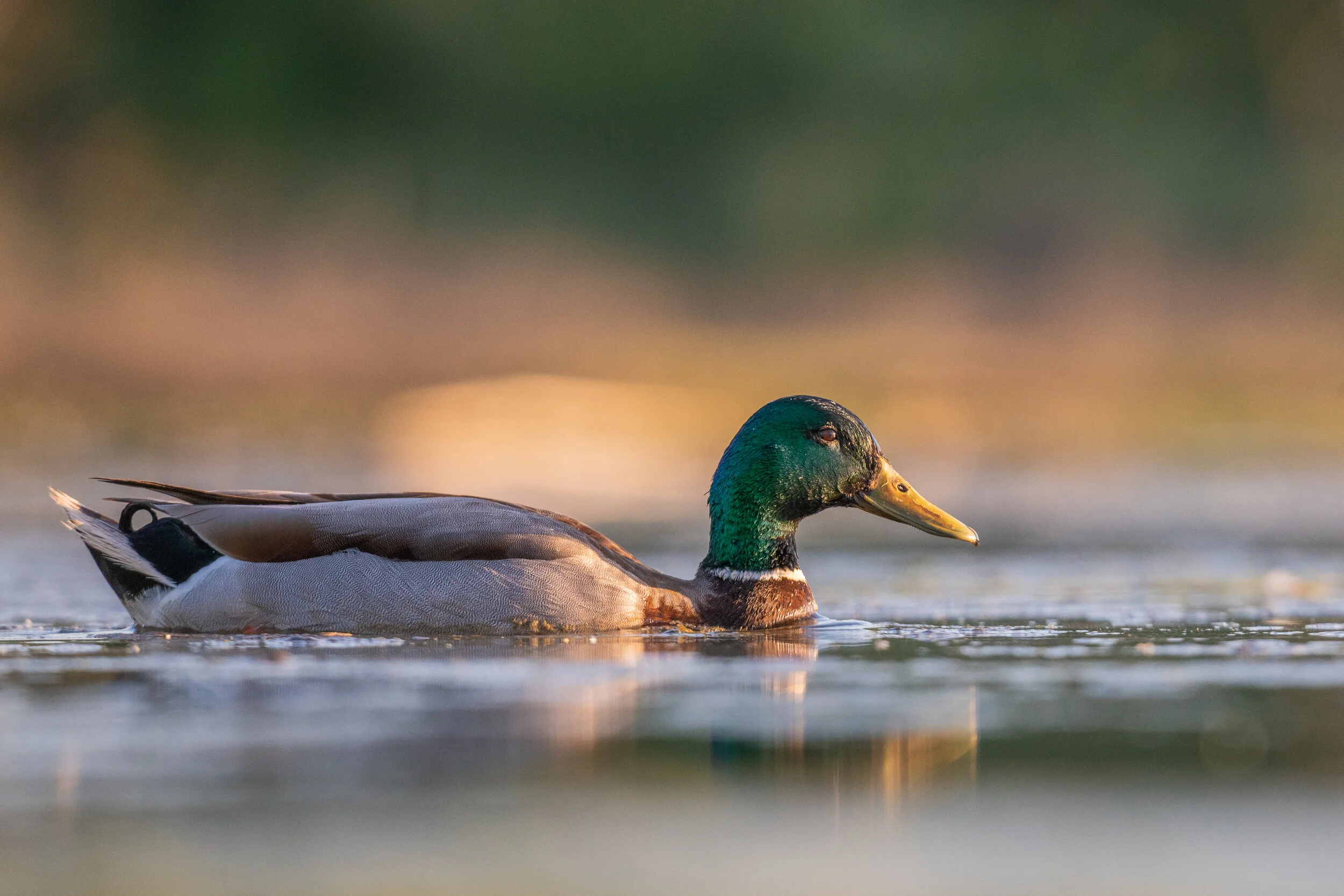 MekunaPhotography8MP (12 of 116).jpg