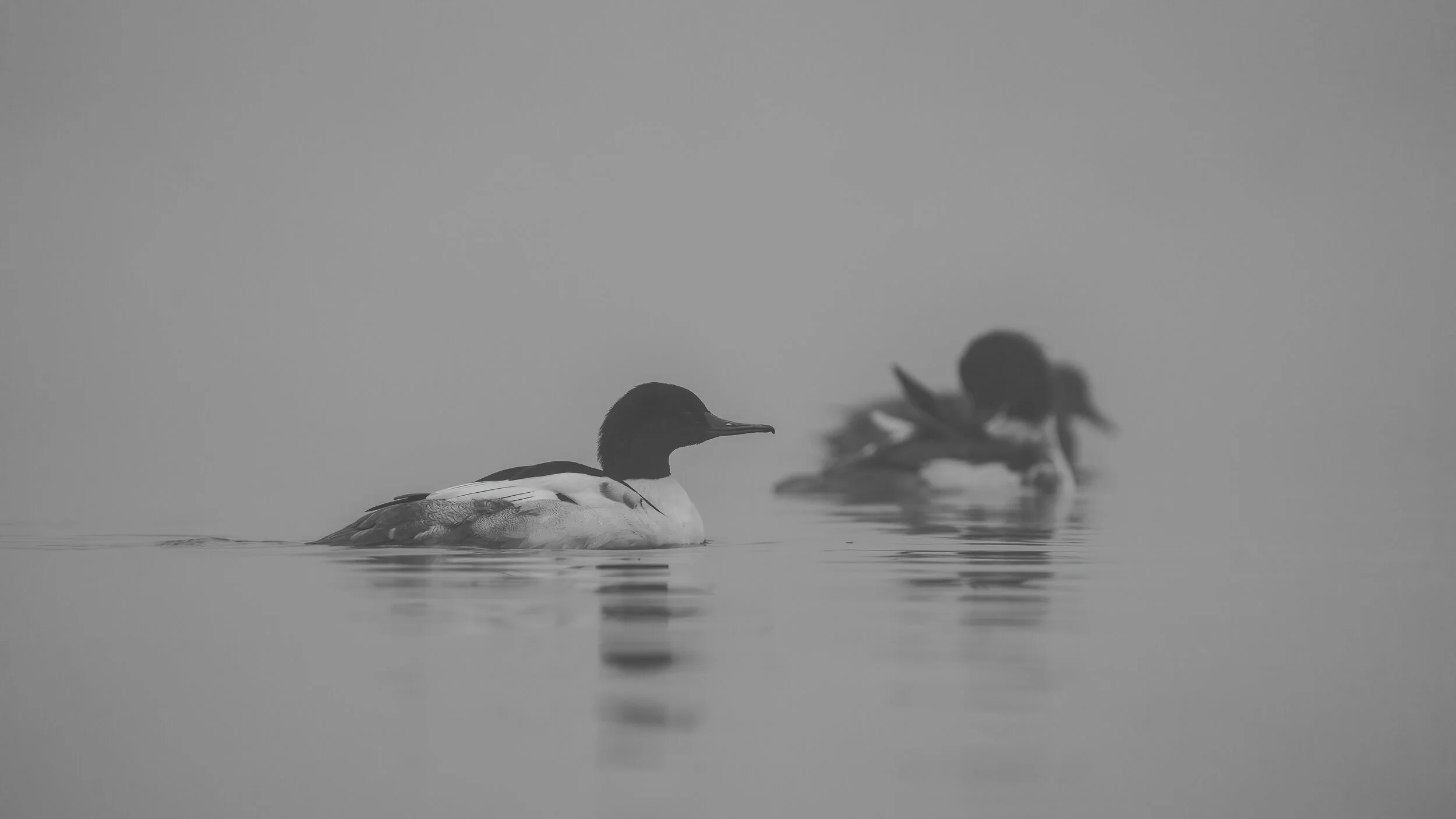 MekunaPhotography8MP (14 of 61).jpg