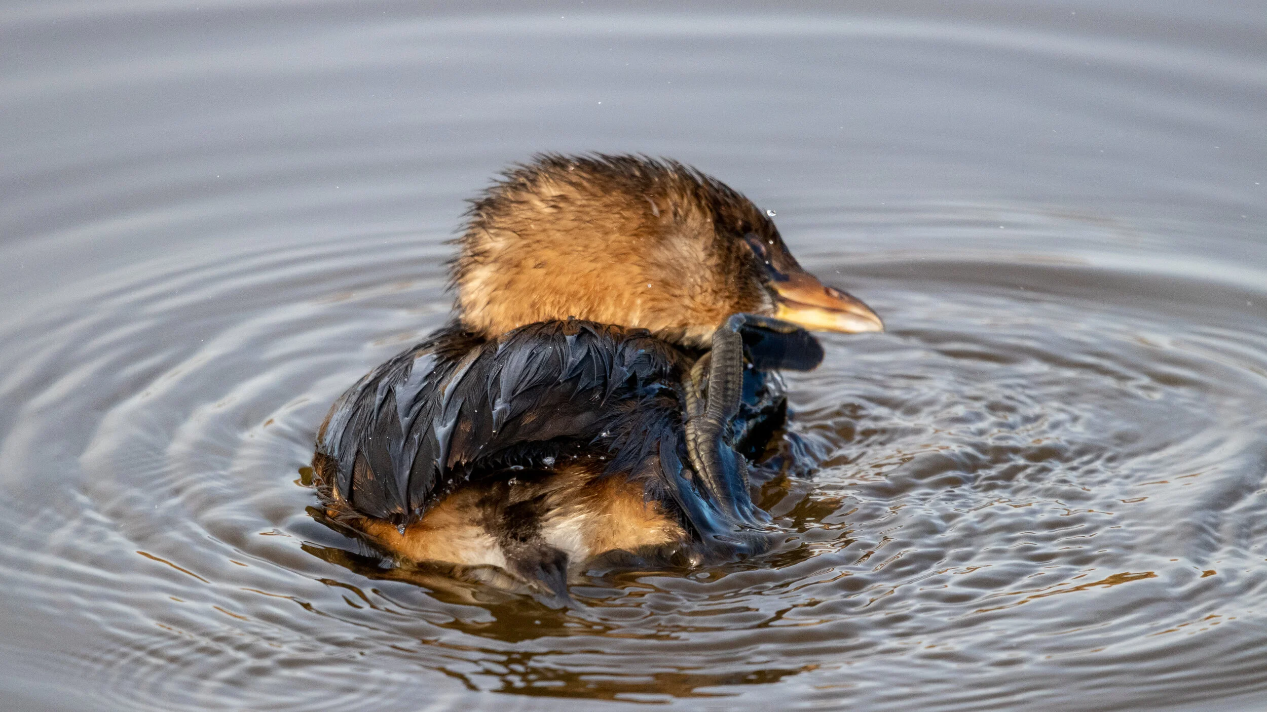 MekunaPhotography8MP (15 of 32).jpg