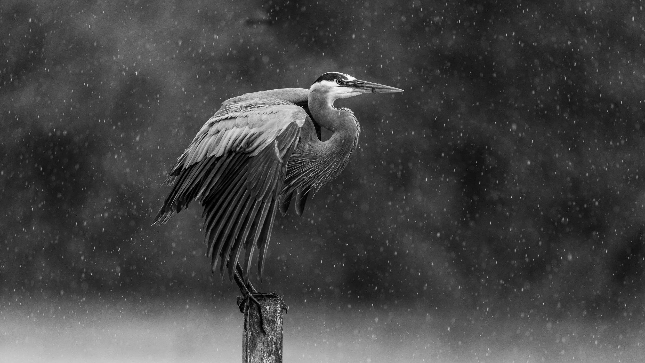 MekunaPhotography8MP (27 of 116).jpg