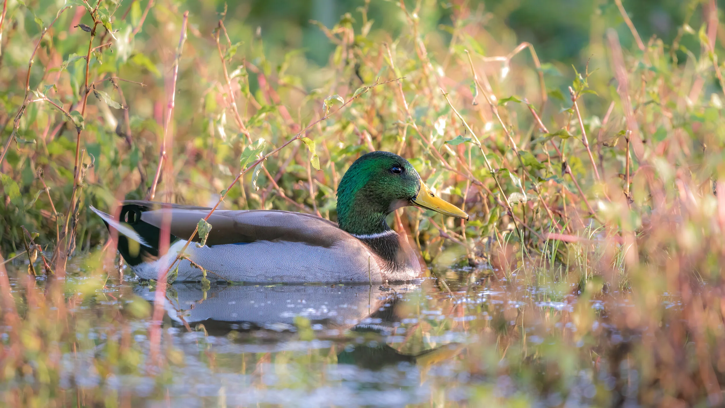 MekunaPhotography8MP (81 of 116).jpg