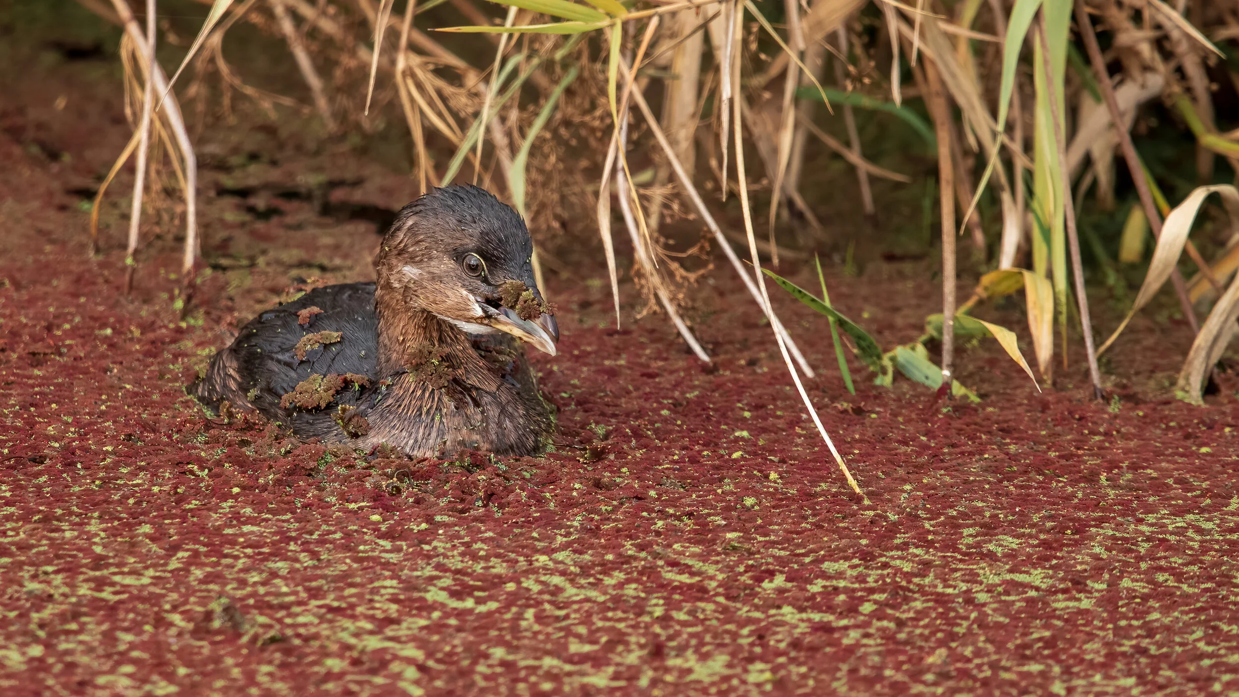 MekunaPhotography8MP (83 of 116).jpg