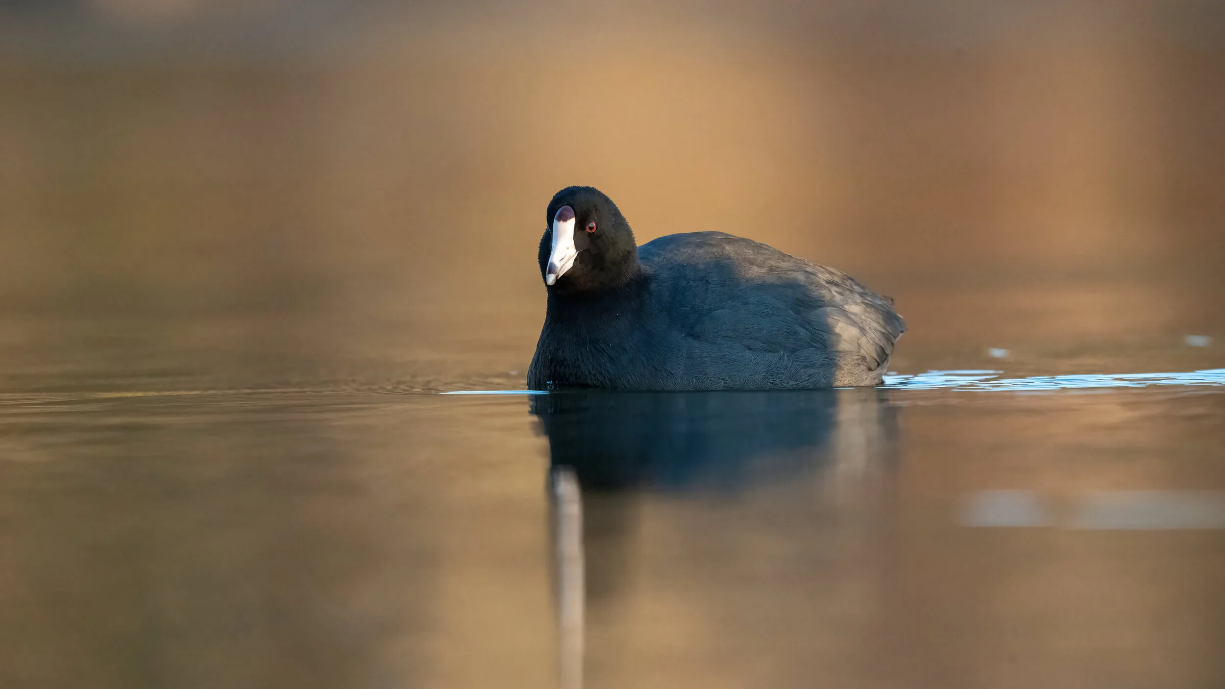 MekunaPhotography8MP (84 of 116).jpg