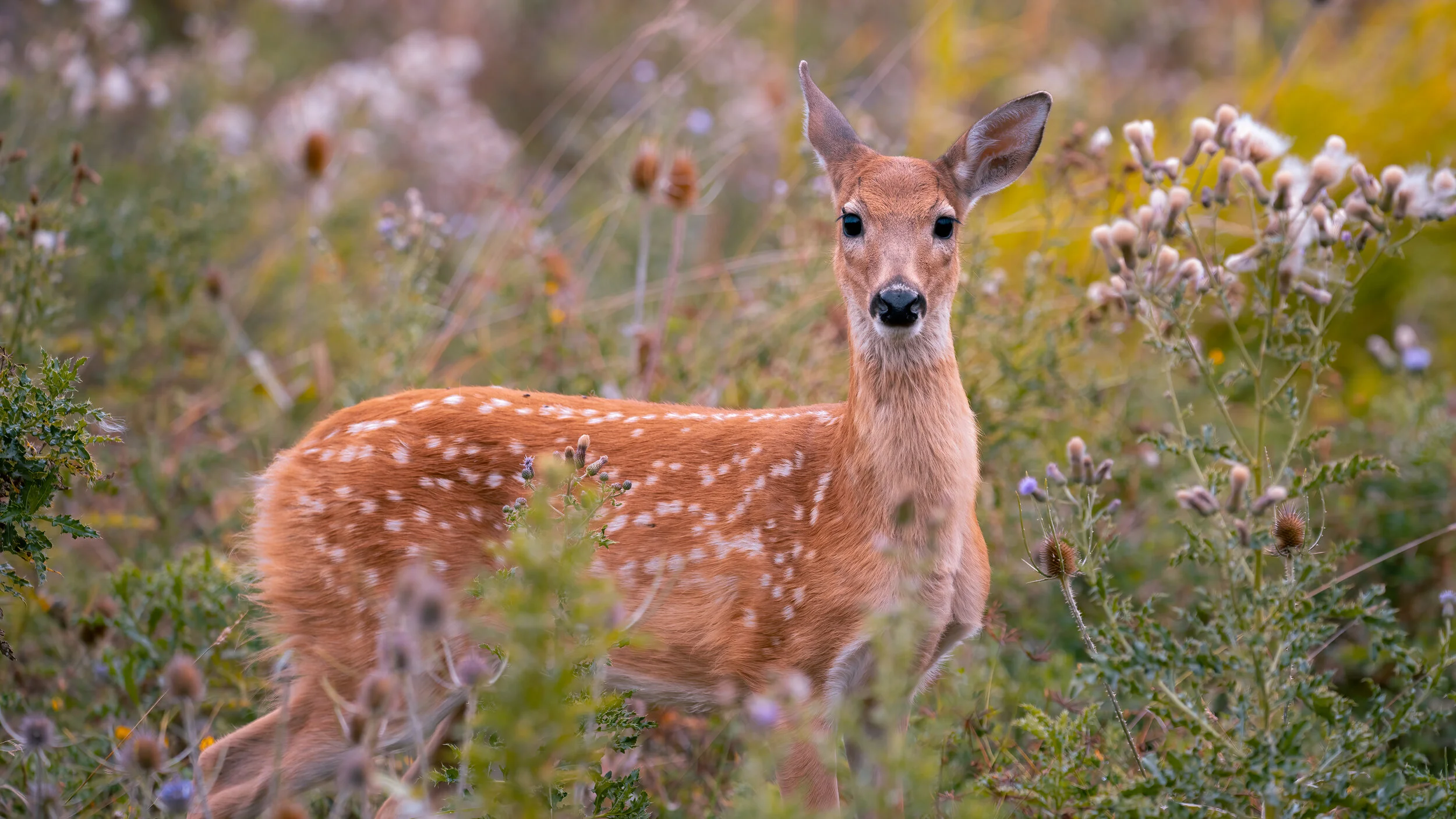 MekunaPhotography8MP (5 of 5)-2.jpg