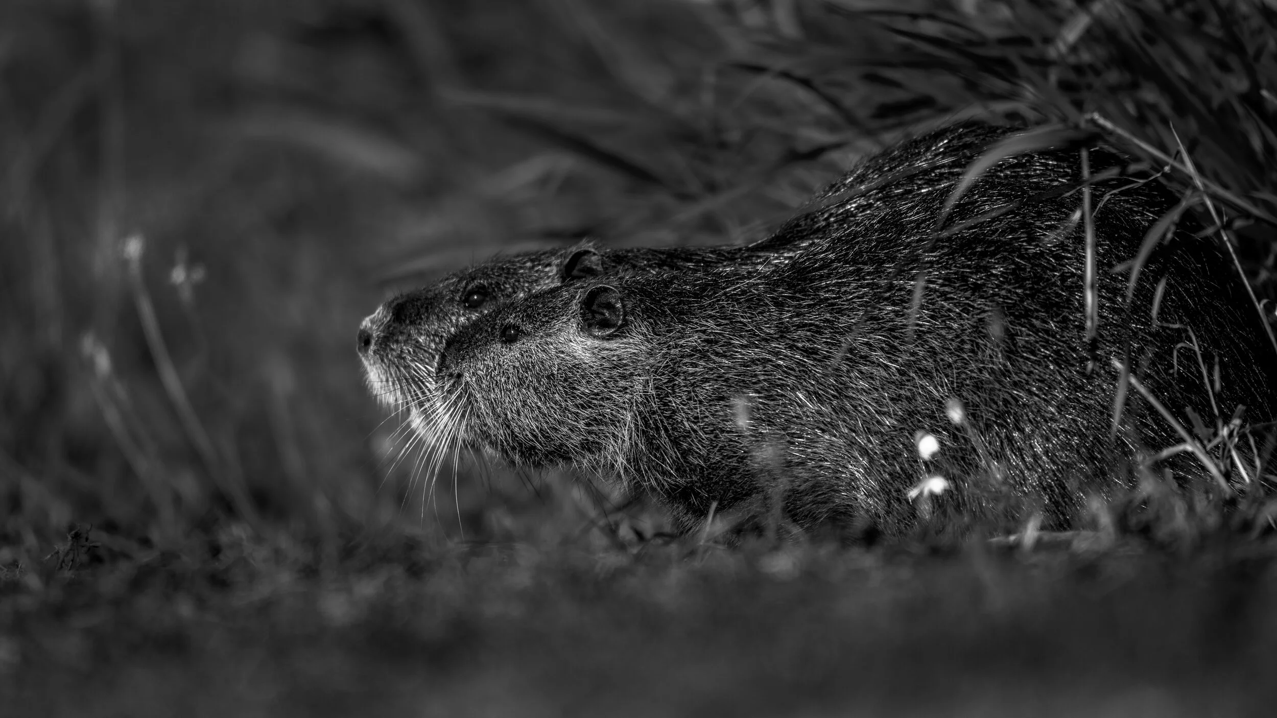 MekunaPhotography8MP (40 of 40).jpg