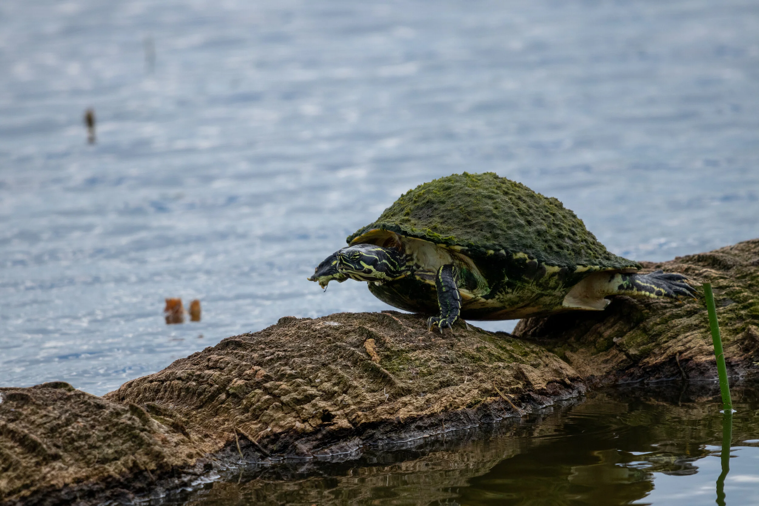 MekunaPhotography8MP (21 of 40).jpg