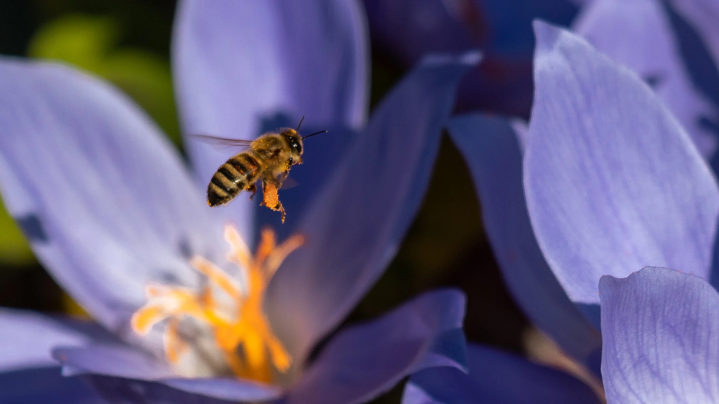 MekunaPhotography8MP (8 of 40).jpg