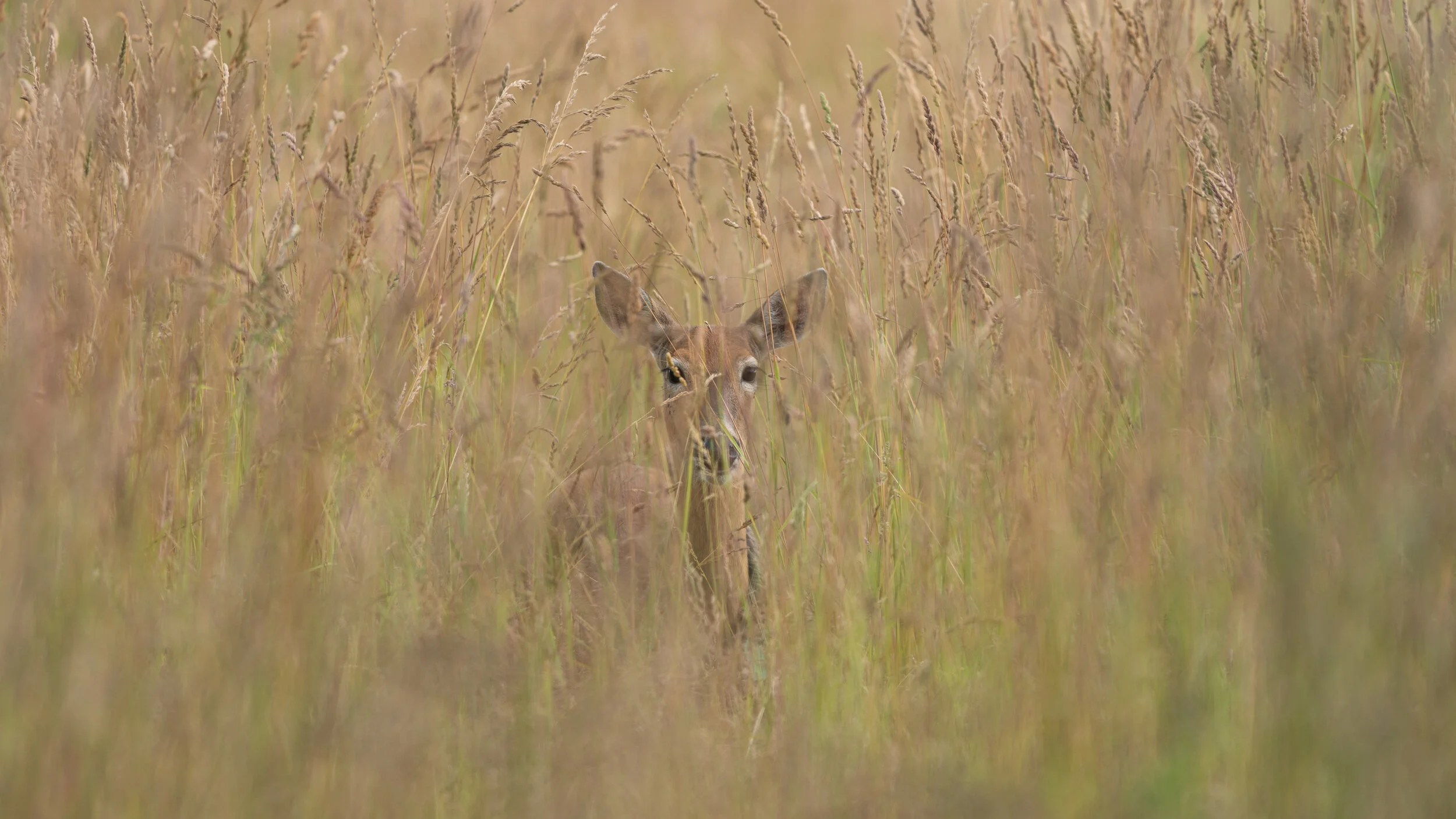 MekunaPhotography8MP (13 of 19).jpg