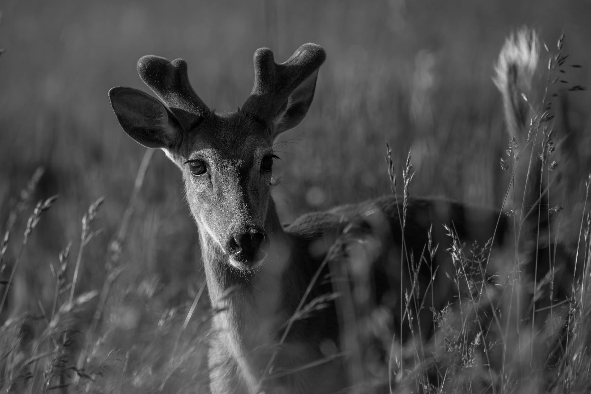 MekunaPhotography8MP (4 of 19).jpg