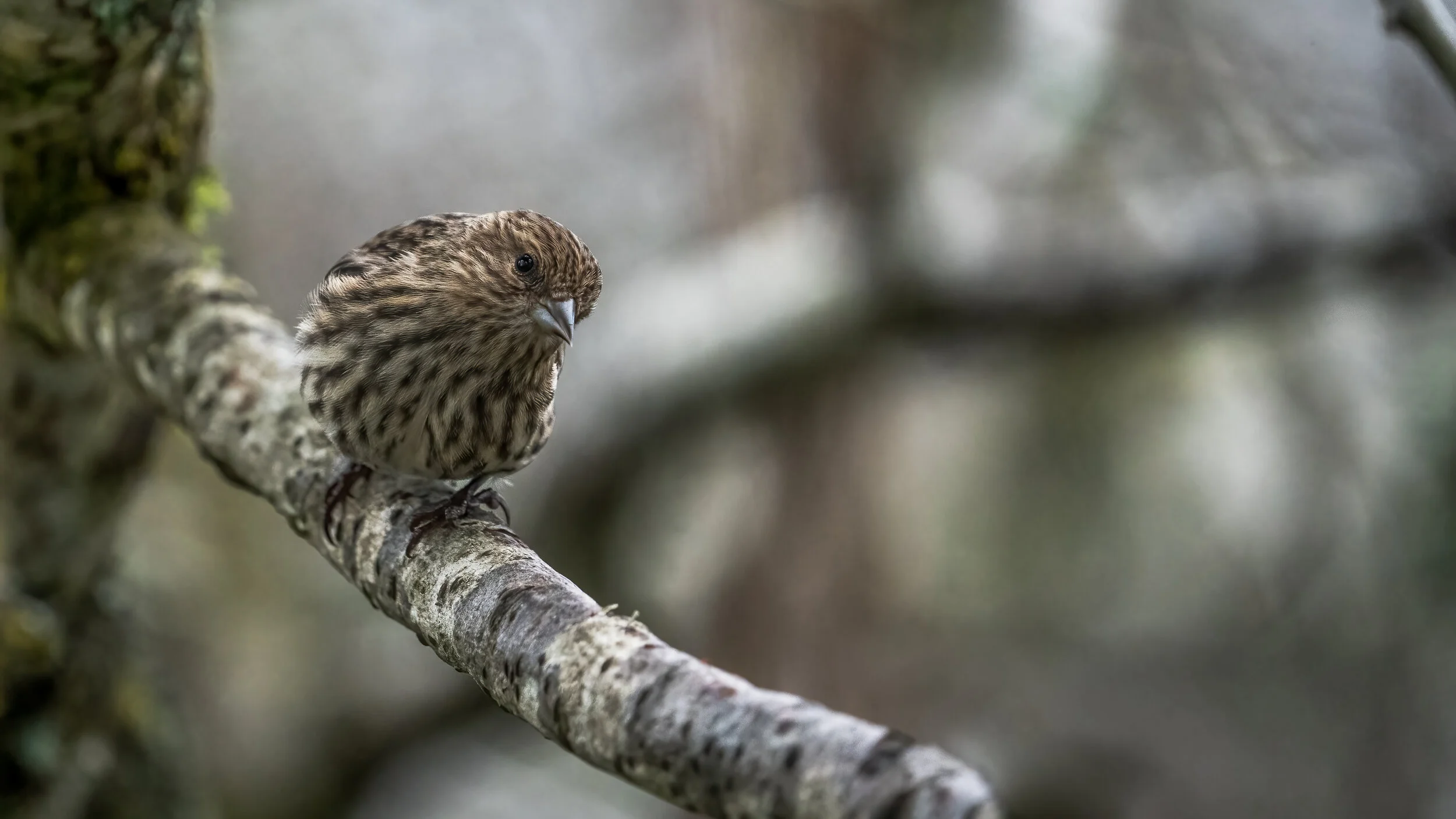 MekunaPhotography8MP (6 of 7).jpg