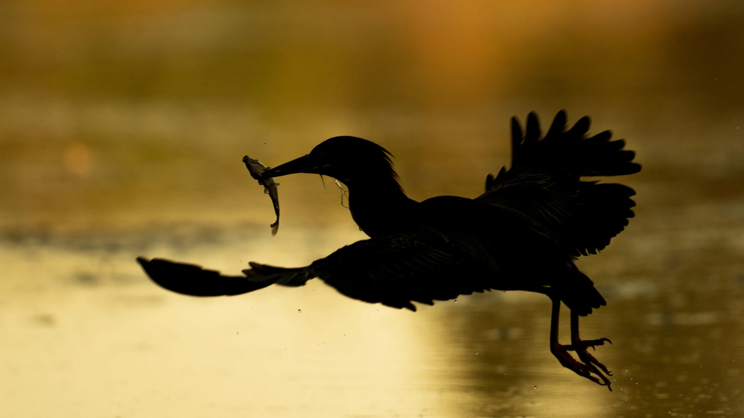 MekunaPhotography8MP (19 of 19).jpg