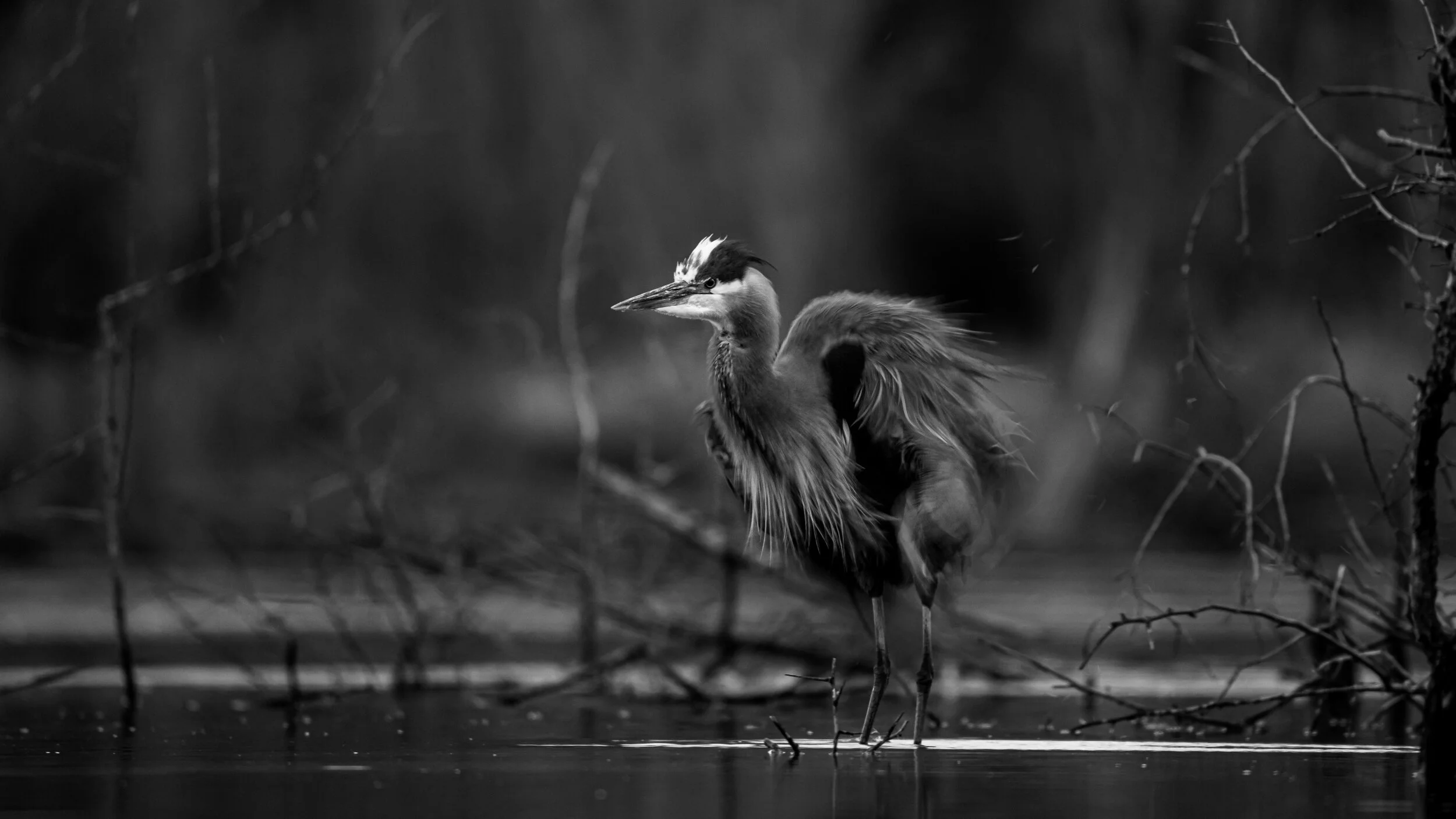 MekunaPhotography8MP (12 of 19).jpg