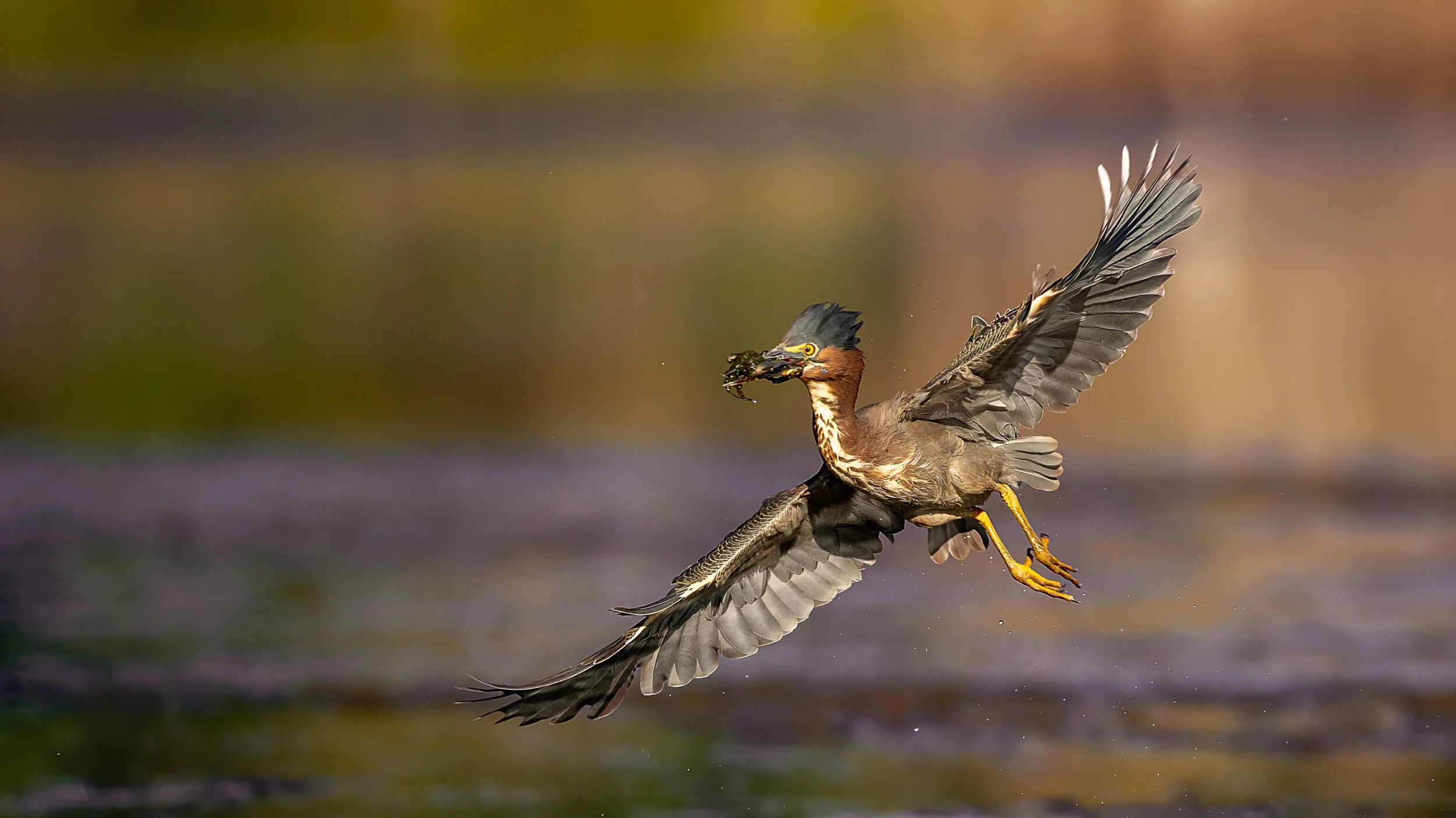 MekunaPhotography8MP (14 of 19).jpg