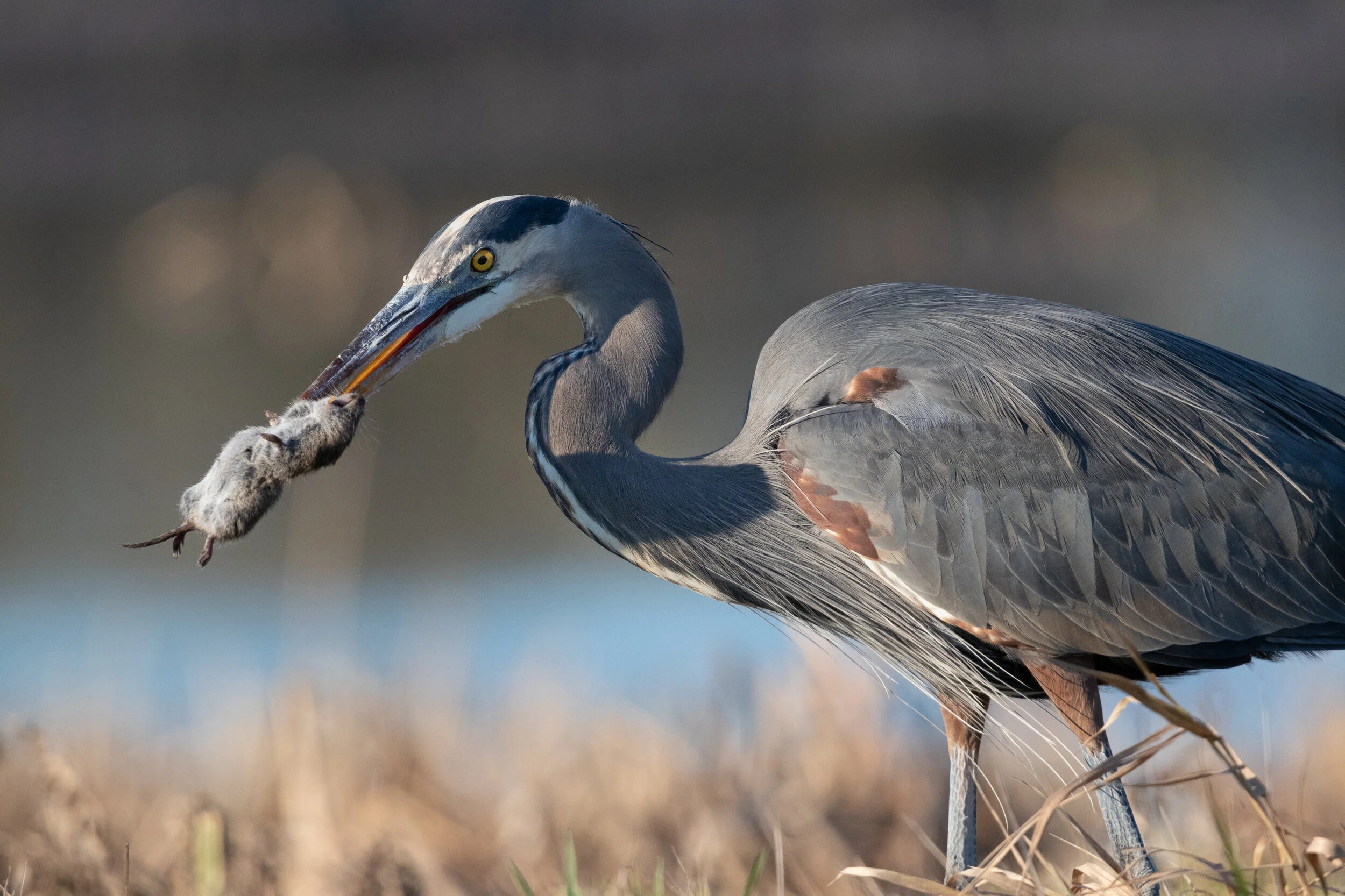 MekunaPhotography8MP (92 of 116).jpg