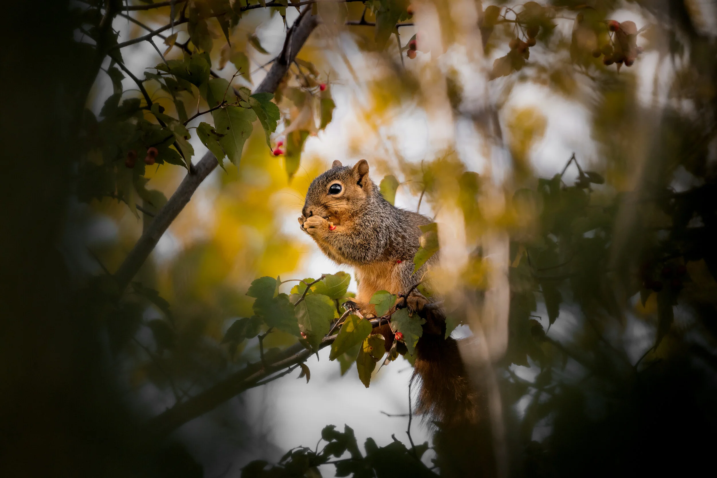 MekunaPhotography8MP (14 of 17)-2.jpg